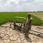 "Rice fields in northern India with a borewell pump used for groundwater extraction."