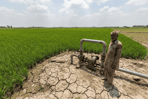 "Rice fields in northern India with a borewell pump used for groundwater extraction."