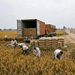 Rice harvest and export logistics representing India’s rice trade