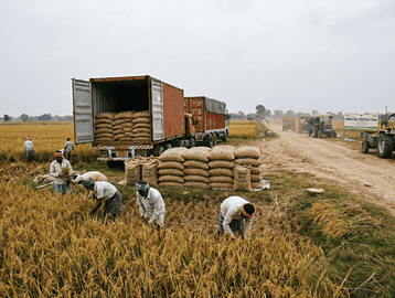 Rice harvest and export logistics representing India’s rice trade