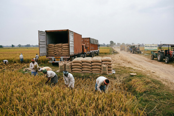 Rice harvest and export logistics representing India’s rice trade