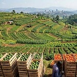 Rwanda From Subsistence Farming to Export-Led Growth