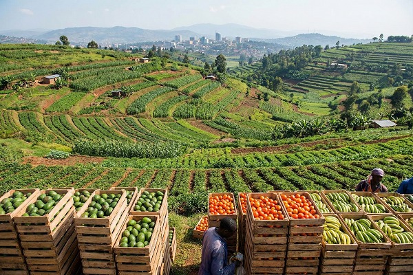 Rwanda From Subsistence Farming to Export-Led Growth