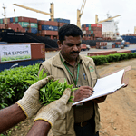 Indian tea industry focuses on quality checks for imported tea to protect domestic producers