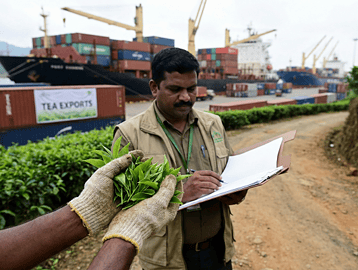 Indian tea industry focuses on quality checks for imported tea to protect domestic producers