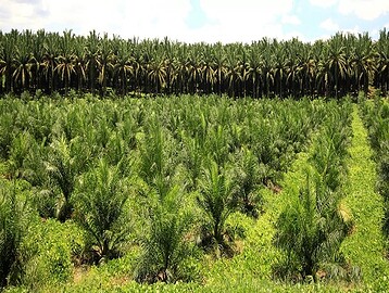 “Mature oil palm plantation in India with tall aligned palm rows, farmers harvesting fresh fruit bunches, and visible irrigation canals under bright daylight.”