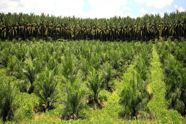 “Mature oil palm plantation in India with tall aligned palm rows, farmers harvesting fresh fruit bunches, and visible irrigation canals under bright daylight.”