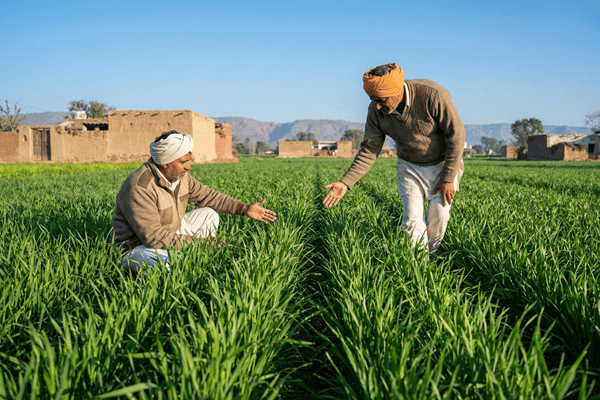 Wheat cultivation expands across India during the rabi season amid higher farmer preference