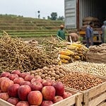 India agricultural trade policy and GM crop debate