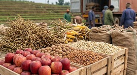 India agricultural trade policy and GM crop debate