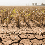 Drought and heatwave damage to Argentine corn and soybean fields