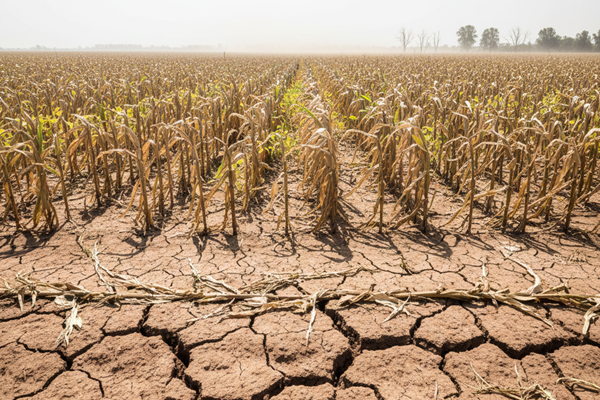 Drought and heatwave damage to Argentine corn and soybean fields