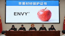 Apple orchard producing premium ENVY apples in China