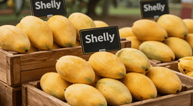 Shelly mangoes displayed in Indian retail store during winter season