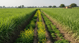 Sugarcane field intercropped with pulses and oilseeds in Uttar Pradesh